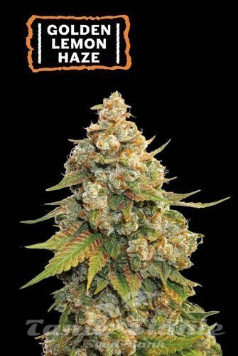 Golden Lemon Haze - SEED STOCKERS
