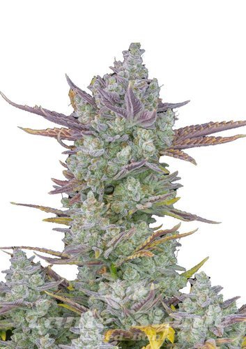 Nasiona Marihuany Gorilla Cookies Auto - FASTBUDS