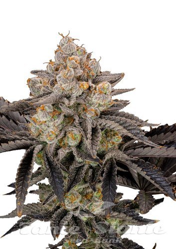 Nasiona Marihuany Gorilla Cookies FAST - FASTBUDS