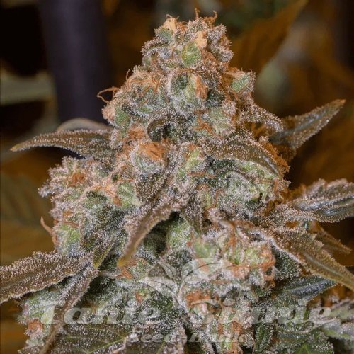 Gorilla Frost - SILENT SEEDS