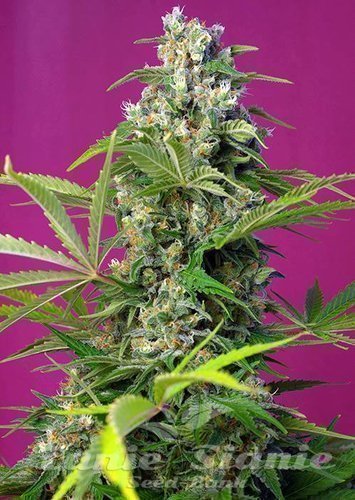 Nasiona Marihuany Gorilla Girl - SWEET SEEDS