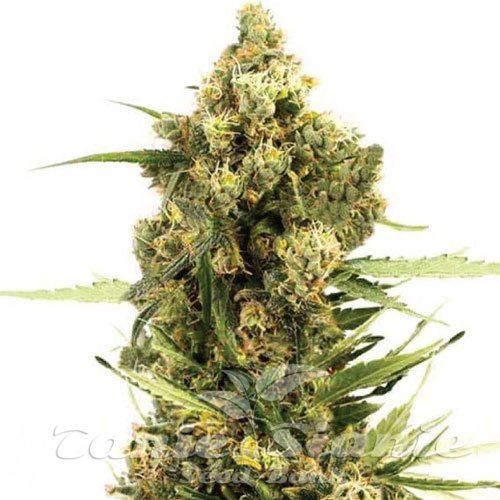 Gorilla Glue x Do-Si-Dos