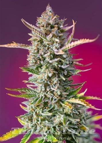 Nasiona Marihuany Gorilla Sherbet F1 Fast Version - SWEET SEEDS