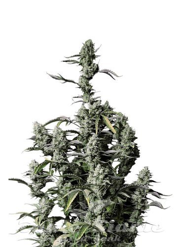 Nasiona Marihuany Gorilla Zkittlez Auto - FASTBUDS