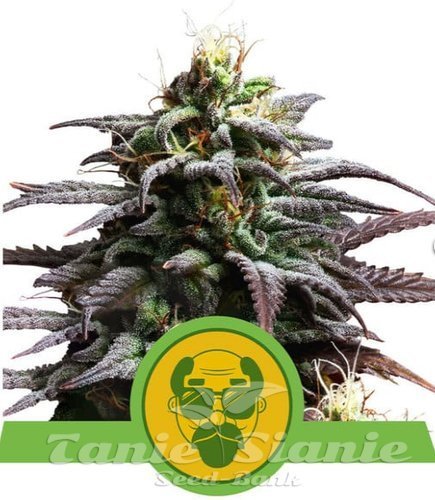 Nasiona Marihuany Granddaddy Purple Auto - ROYAL QUEEN SEEDS