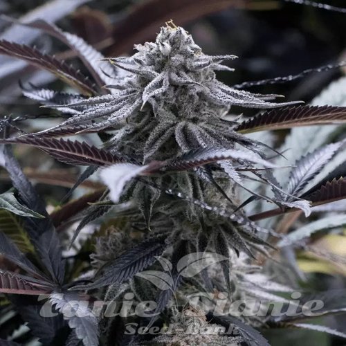 Grape Juice - SILENT SEEDS