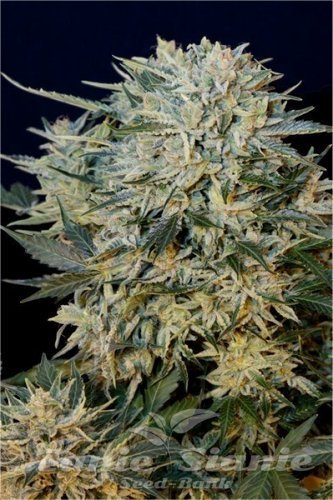 Nasiona Marihuany Sugar Gom - GRASS-O-MATIC