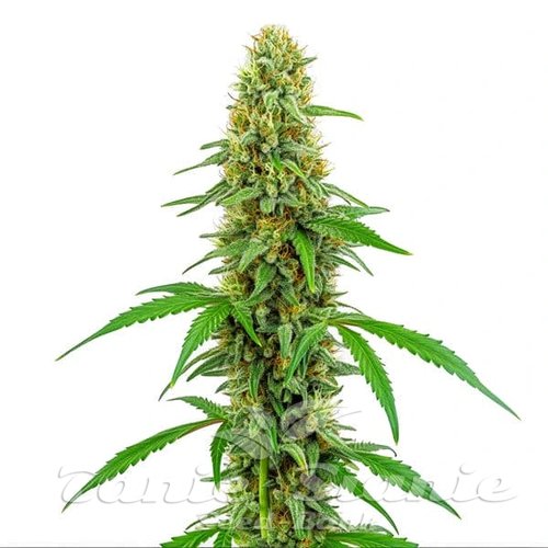 Green Crack - BLIMBURN SEEDS