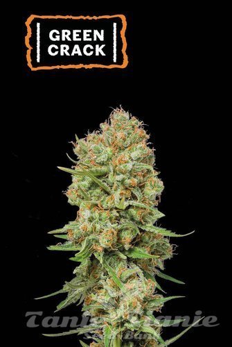 Green Crack - SEED STOCKERS