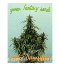 Nasiona Marihuany Auto Bamiyan - GREEN FANTASY SEEDS