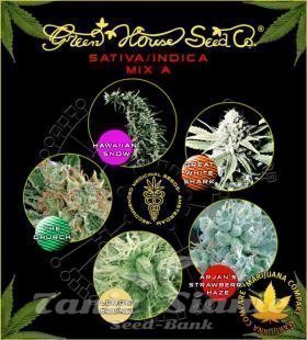 Nasiona Marihuany Sativa/Indica Mix A - GREEN HOUSE SEEDS