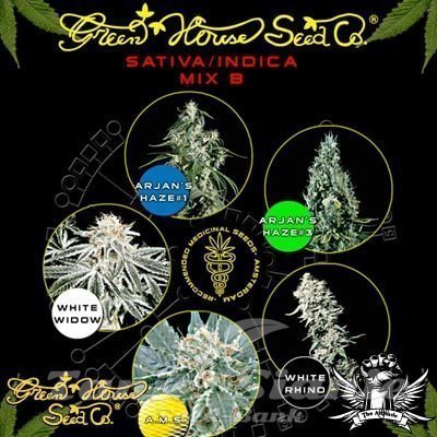 Nasiona Marihuany Sativa/Indica Mix B - GREEN HOUSE SEEDS
