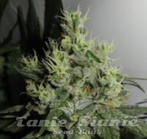 Nasiona Marihuany Big Jack - GREEN LABEL