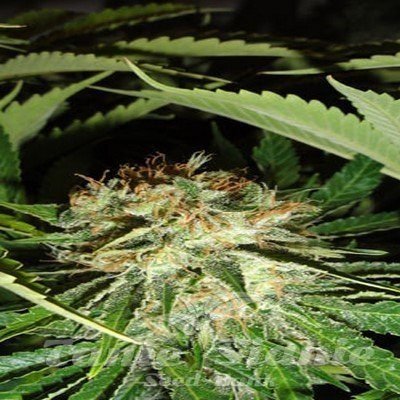 Nasiona Marihuany Everest Bud - GREEN LABEL