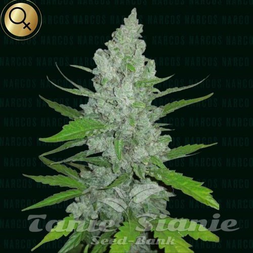 Griselda White Widow - NARCOS SEEDS