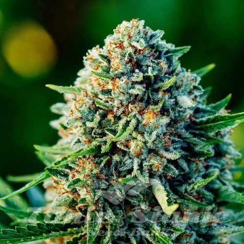 Gummibears Auto - ATLAS SEEDS