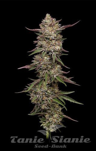 Guzzlerz - HUMBOLDT SEEDS COMPANY