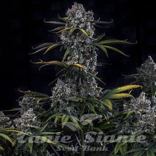 Nasiona Marihuany Hubbabubbahaze Auto - MEPHISTO GENETICS