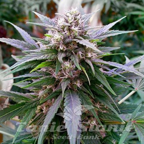 Nasiona Marihuany Hypnotic - G13 LABS