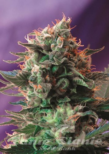 Nasiona Marihuany Jack 47 - SWEET SEEDS