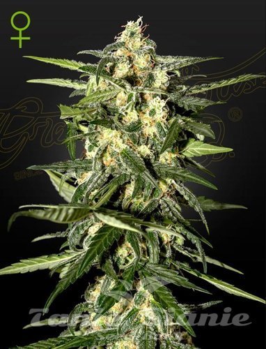 Nasiona Marihuany Jack Herer Auto - GREEN HOUSE SEEDS