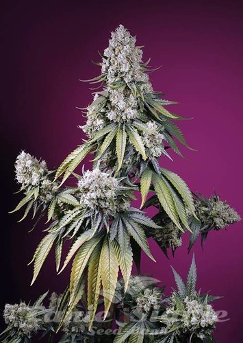 Nasiona Marihuany Jealousy Z XL Auto - SWEET SEEDS