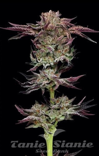 Jelly Donutz Auto - HUMBOLDT SEEDS COMPANY