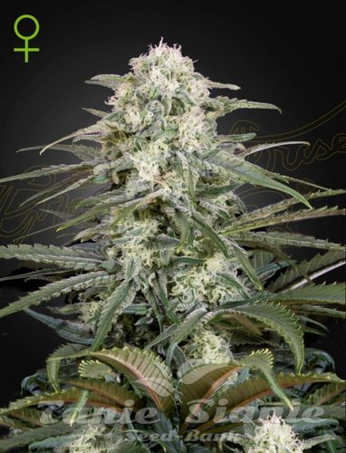 Nasiona Marihuany Kalashnikova Automatic - GREEN HOUSE SEEDS