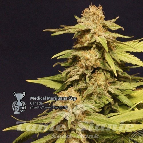 Nasiona Marihuany Kannabia Especial - KANNABIA SEED