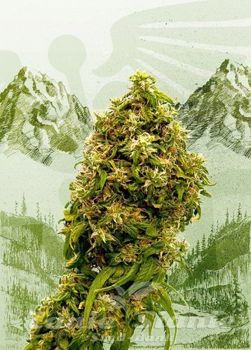 Nasiona Marihuany Swiss Dream CBD - KANNABIA SEED