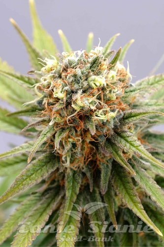 Nasiona Marihuany GSC - KANNABIA SEED