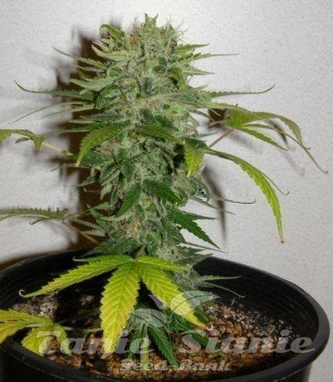 Nasiona Marihuany Cristal Limit - KC BRAINS