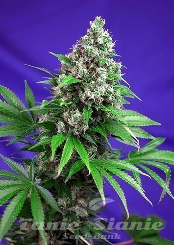 Nasiona Marihuany Killer Kush Fast Version - SWEET SEEDS