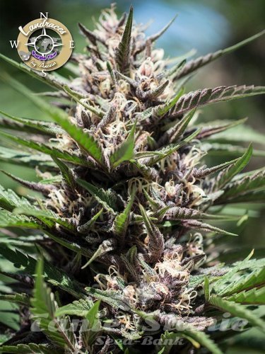 Nasiona Marihuany Purple Thai - LANDRACES