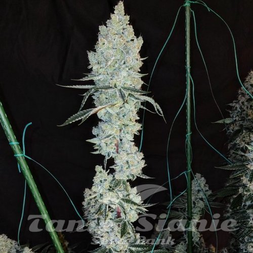 Lemon Cherry Pie R1 - ETHOS GENETICS