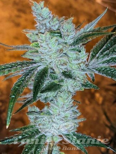 Nasiona Marihuany Lemon Delight - THE CALI CONNECTION 