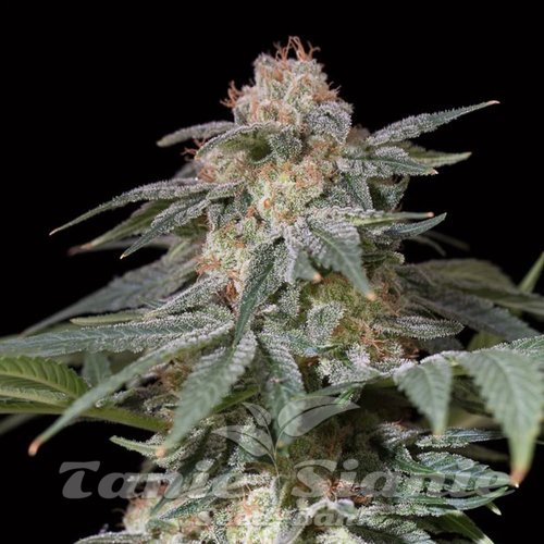 Lemon Tree FAST - SILENT SEEDS