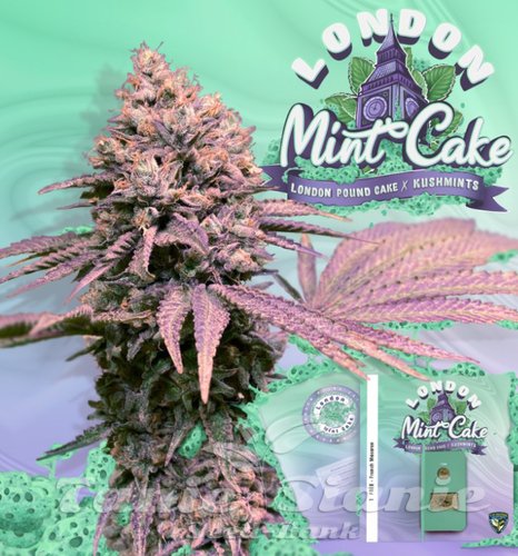 Nasiona Marihuany London Mint Cake - T.H. SEEDS