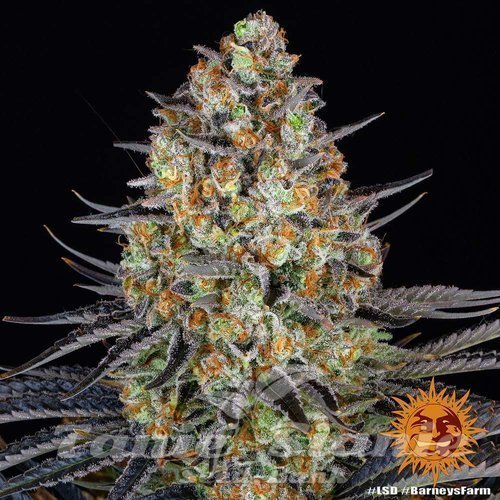 Nasiona Marihuany LSD - BARNEY’S FARM