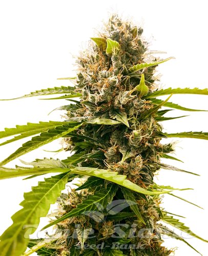 Nasiona Marihuany Mandarin Punch - SENSI SEEDS