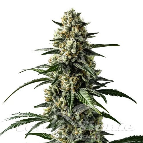 Mango - BLIMBURN SEEDS