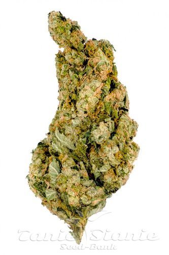 Nasiona Marihuany Giant Skittlez - MEGA BUDS