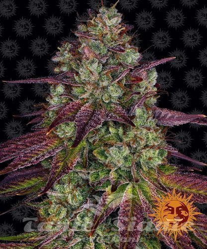 Nasiona Marihuany Mimosa EVO - BARNEY'S FARM