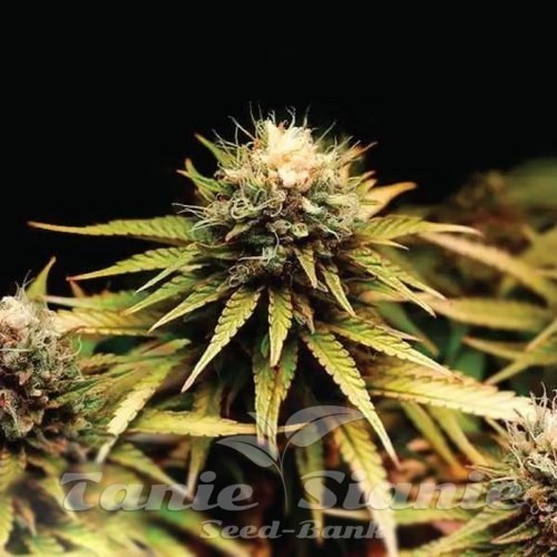 Mimosa F1