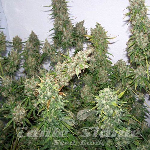 Moby Dick Auto