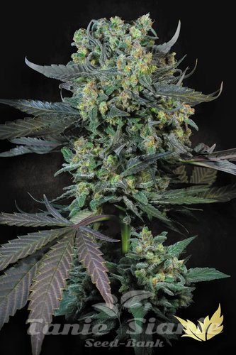 Nasiona Marihuany Momo - PARADISE SEEDS