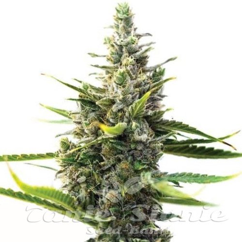 Moonshine Cookies