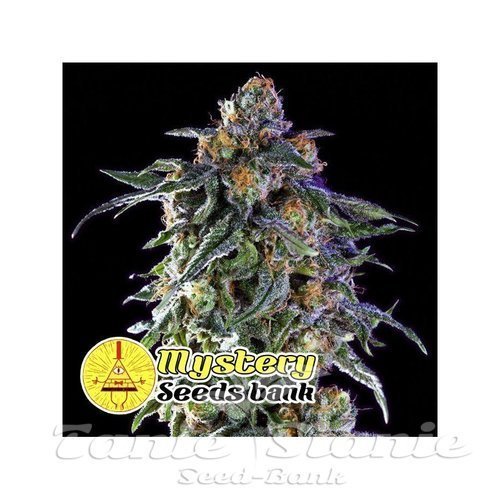 Nasiona Marihuany Grandaddy Purple - MYSTERY SEEDS