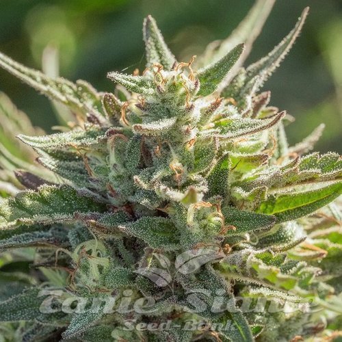 Mythic Cheetah Fast - ATLAS SEEDS