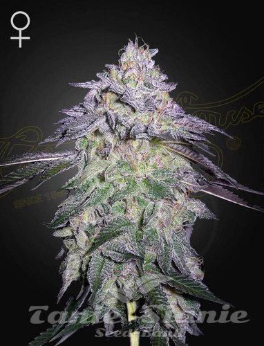 Nasiona Marihuany Nori Cake - GREEN HOUSE SEEDS